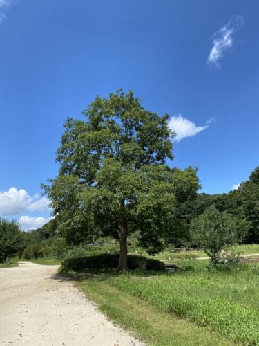 千葉県松戸市・２１世紀の森と広場に行ってきました。